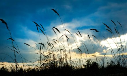 Flexibilidad: La Piedra Angular en Liderazgo y Comunicación