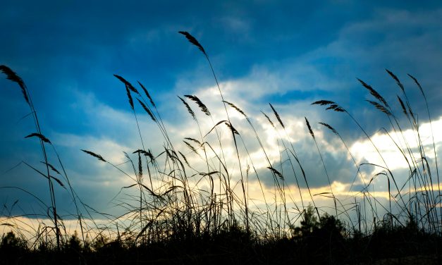 Flexibilidad: La Piedra Angular en Liderazgo y Comunicación