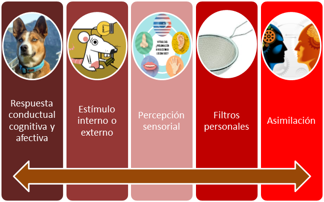 Como a través del aprendizaje experiencial aprendemos competencias sociales