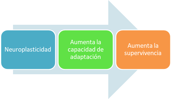 Como aprendemos a través de nuestra capacidad de neuroplasticidad