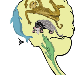 De que hablamos cuando hablamos de Cerebro Triuno