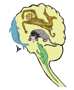 De que hablamos cuando hablamos de Cerebro Triuno